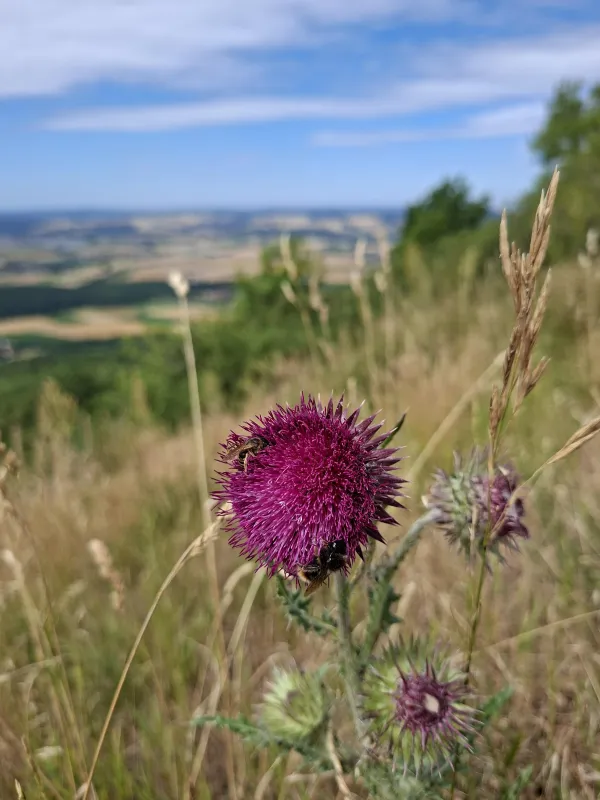 Eine violette Distelblüte mit Insekten im Vordergrund vor einem weiten Ausblick in die Landschaft des Staffelbergs. Im Hintergrund sind grüne Wiesen und Felder bei blauem Himmel zu sehen.