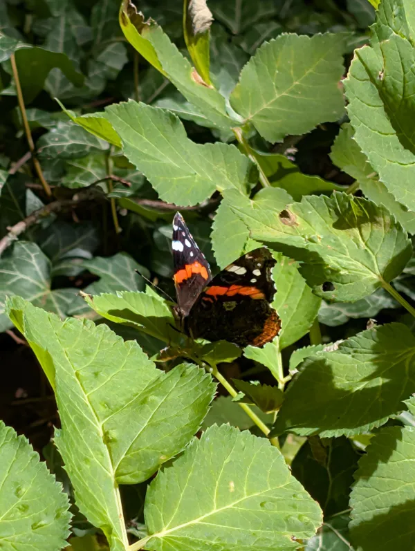 Ein Admiral-Schmetterling sitzt auf einem grünen Blatt in einer sonnigen Waldumgebung am Staffelberg. Die Flügel des Schmetterlings sind schwarz mit charakteristischen roten und weißen Mustern.
